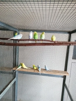 Wellensittiche, jung, bunt Bild 4