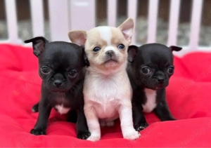 Chihuahua mini welpen
