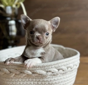 Chihuahua mini Welpen