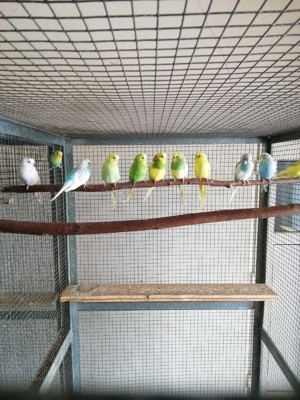 Wellensittiche, jung, bunt Bild 5