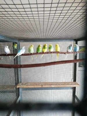 Wellensittiche, jung, bunt Bild 3