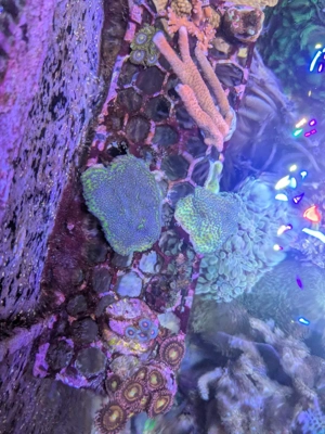 Korallen   Ableger Meerwasser Bild 4