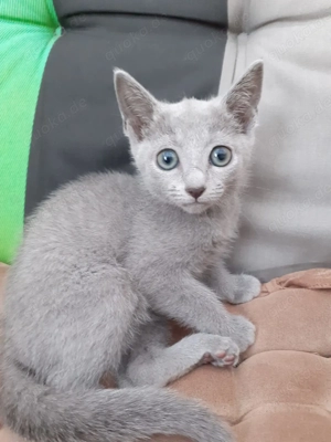 Typvolle Russisch Blau Kitten