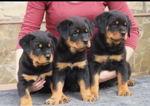 Rottweiler welpen