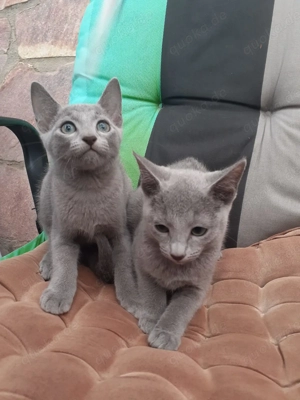 Typvolle Russisch Blau Kitten Bild 2