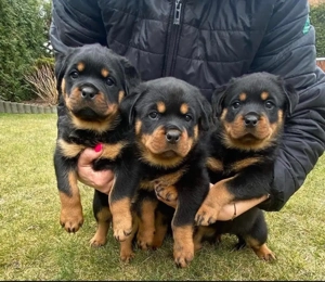 Rottweiler welpen