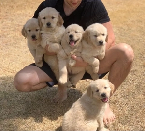 Golden Retriever Welpen