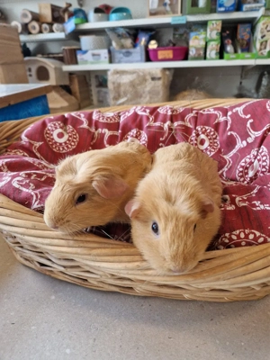 Meerschweinchen Bild 2