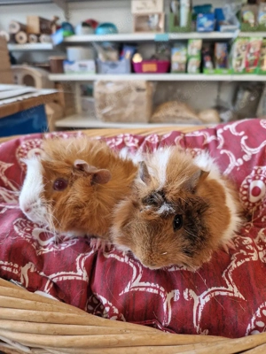 Meerschweinchen Bild 3