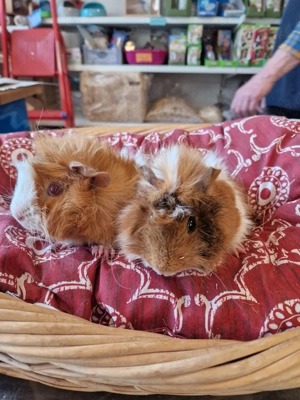 Meerschweinchen Bild 4