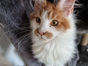 Maine-Coon XXL Kater mit Stammbaum sucht Zuhause auf Lebzeit