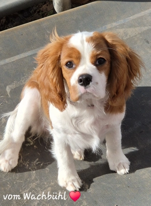 Wunderschöne Cavalier King Charles Spaniel Prinzessin mit Ahnentafel 