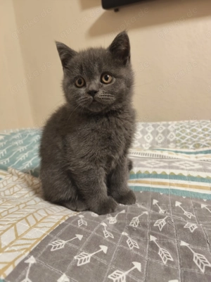 Britisch Kurzhaar Kätzchen (BKH)   5 Kitten 
