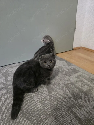 Kätzchen sucht eine neue Familie.