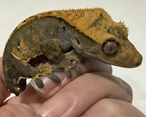 Kronengecko 1.0 Green Bicolor pinstripe Dalmatien portholes 