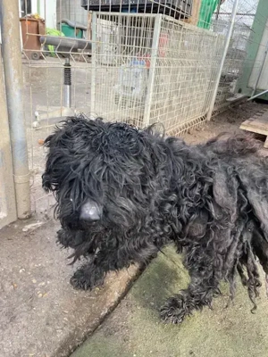 Süti, z. Zt. in Ungarn, ist ein ganz sympathischer Kerl.