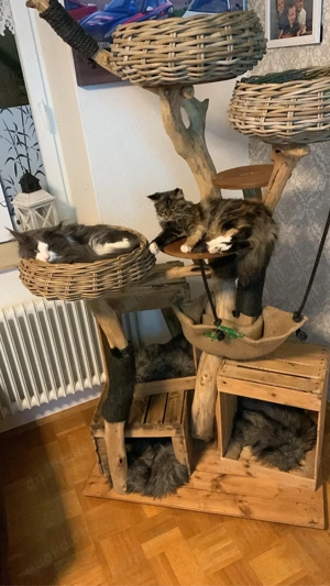 Maine Coon Pärchen