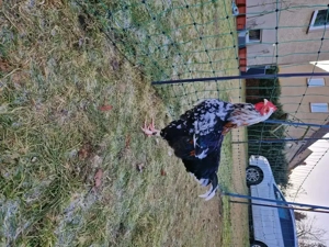 Brahma Mix Hahn aus Naturbrut sucht eigene Hennen 