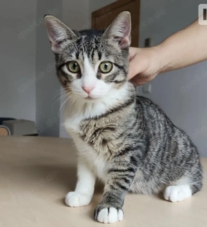 MOTA- anhänglich, sozial, selbstständig