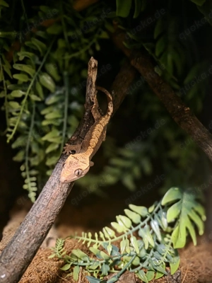 0.0.1 Kronengecko Correlophus Ciliatus 