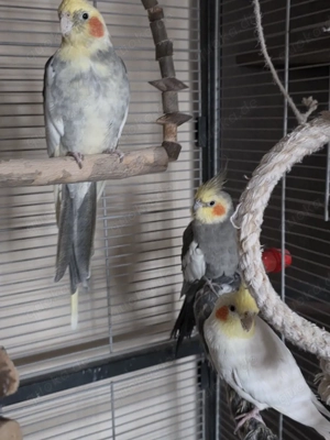 4 zahme Nymphensittiche 