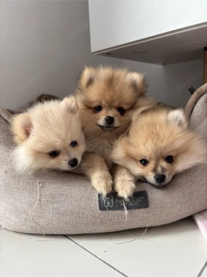 Pomeranian Zwergspitz Welpen