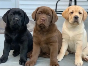 Labrador Retriever welpen