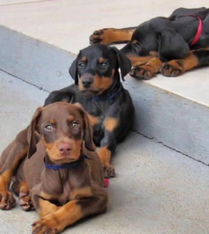 Dobermann welpen