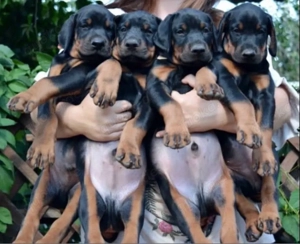 Dobermann welpen