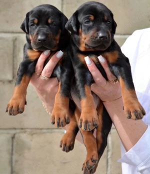 Dobermann welpen