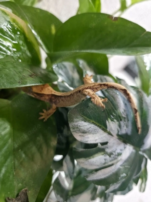 0.0.4 Kronengecko Correlophus ciliatus 