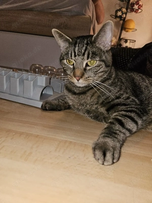  Für Balou suchen wir ein liebevolles Zuhause fürs Leben 