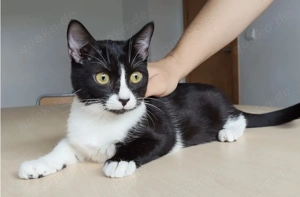 MAGUI- sozial, friedliebend, verschmust