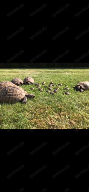 Grichische Landschildkröte