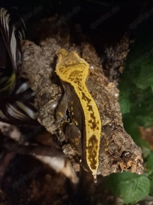 1.0 Kronengecko Correlophus ciliatus 