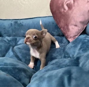 Chihuahua mini welpen Bild 4