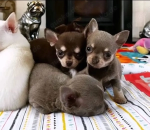 Chihuahua mini welpen Bild 3