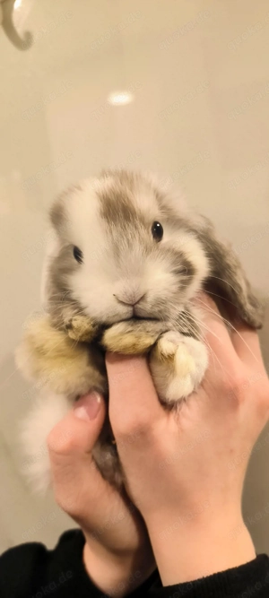 Minilop kaninchen  Bild 5