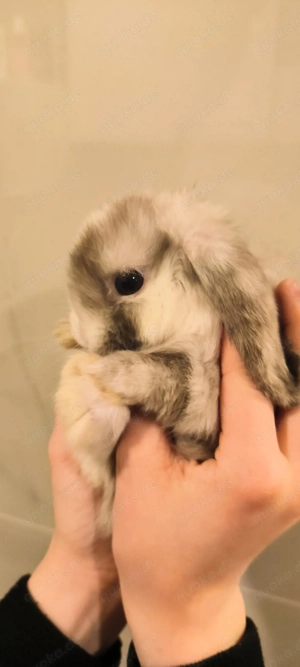 Minilop kaninchen  Bild 3