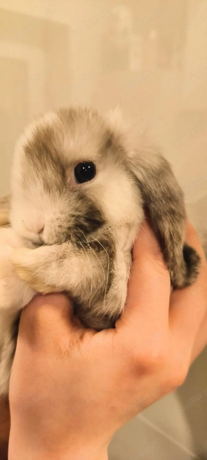 Minilop kaninchen  Bild 4
