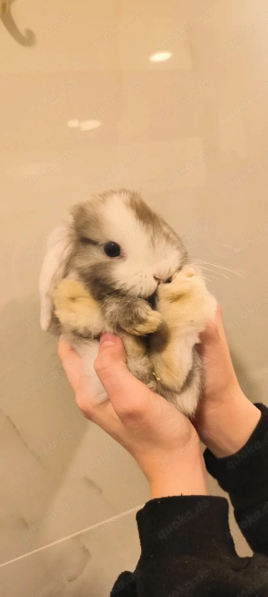 Minilop kaninchen  Bild 2