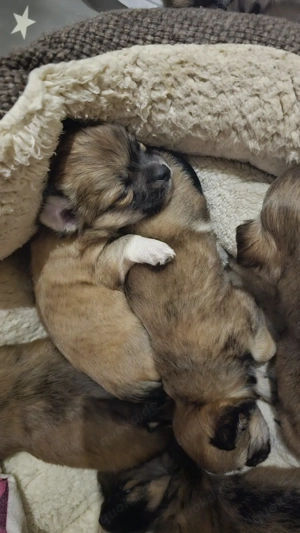 Süsse Chihuahua Welpen 