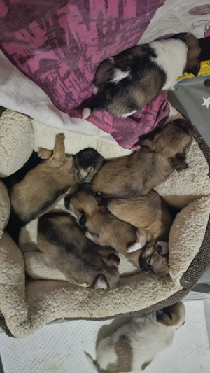 Süsse Chihuahua Welpen 