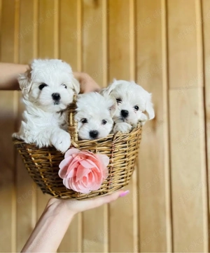 Malteser mini welpen