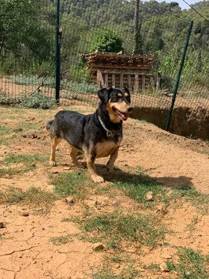 Dackel mix zur Adoption 