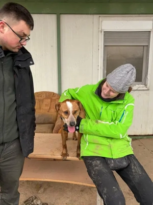 Baro, z.Zt. in Ungarn, junger Dauerschwanzwedler Bild 3