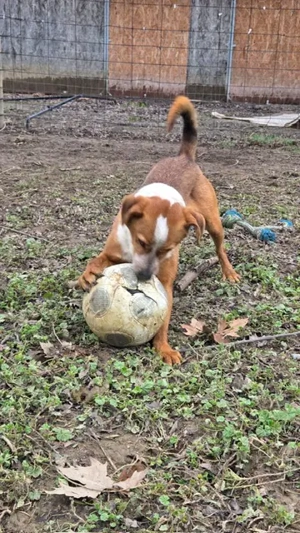 Baro, z.Zt. in Ungarn, junger Dauerschwanzwedler Bild 7