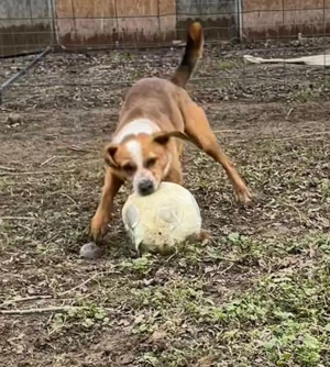 Baro, z.Zt. in Ungarn, junger Dauerschwanzwedler Bild 6