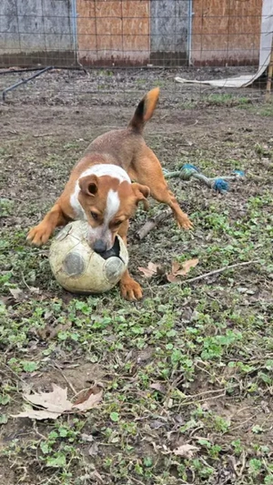 Baro, z.Zt. in Ungarn, junger Dauerschwanzwedler Bild 8