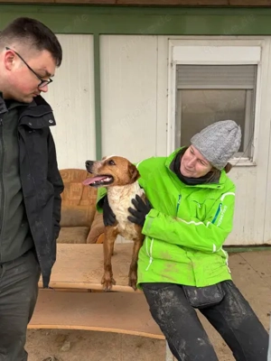 Baro, z.Zt. in Ungarn, junger Dauerschwanzwedler Bild 5